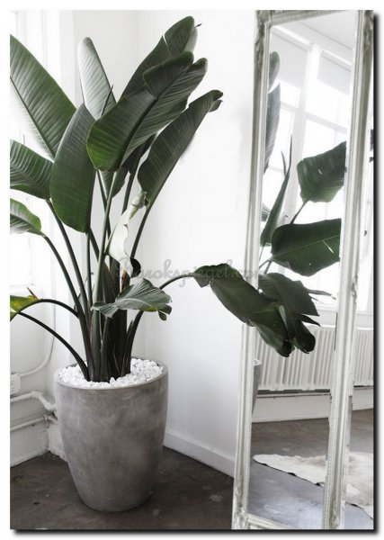 botanisch-interieur-met-zilveren-barok-spiegel